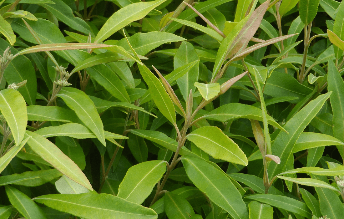 Lemon Myrtle